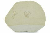 Two Floating Crinoid (Saccocoma) Fossils - Solnhofen Limestone #353559-1